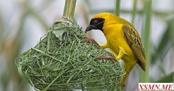 Nằm mơ thấy bắt được chim là điềm tốt hay xấu?