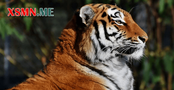 Giải mã giấc mơ thấy con cọp báo điềm may rủi