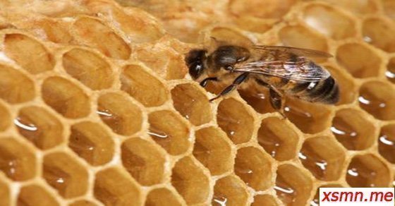 Mơ thấy ong mật